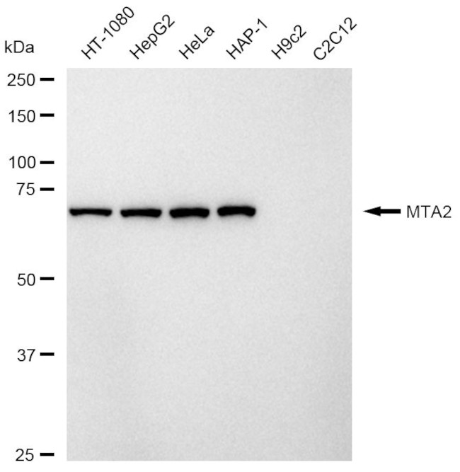 MTA2 Antibody in Western Blot (WB)
