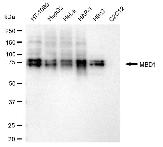 MBD1 Antibody in Western Blot (WB)