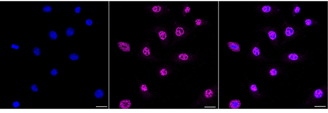 MFN1 Antibody in Immunocytochemistry (ICC/IF)
