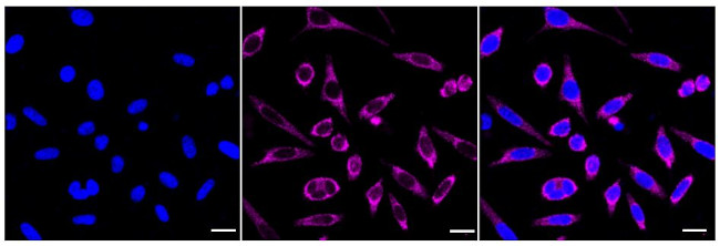 MRPS15 Antibody in Immunocytochemistry (ICC/IF)