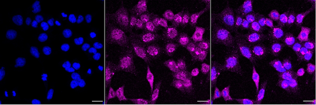 MAD2L2 Antibody in Immunocytochemistry (ICC/IF)