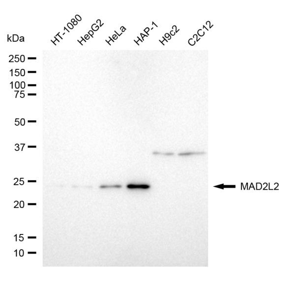 MAD2L2 Antibody in Western Blot (WB)