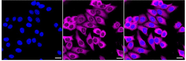 NAP1L1 Antibody in Immunocytochemistry (ICC/IF)