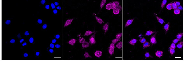 NDUFA13 Antibody in Immunocytochemistry (ICC/IF)