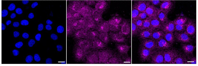 NEK6 Antibody in Immunocytochemistry (ICC/IF)