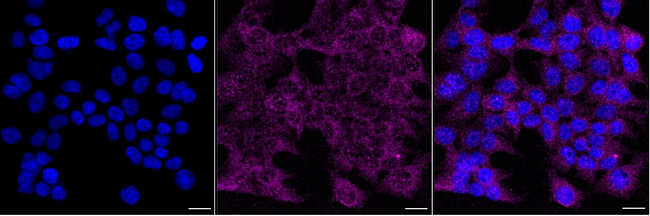 NEK9 Antibody in Immunocytochemistry (ICC/IF)