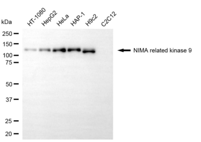 NEK9 Antibody in Western Blot (WB)