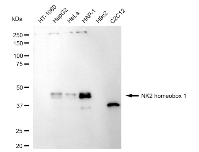 Nkx2.1 Antibody in Western Blot (WB)
