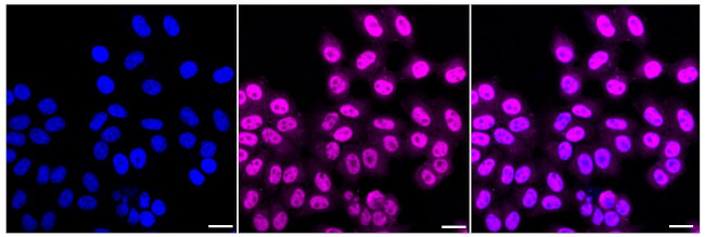 XLF Antibody in Immunocytochemistry (ICC/IF)