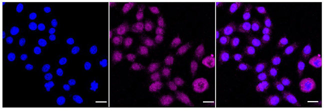 NR2C2 Antibody in Immunocytochemistry (ICC/IF)