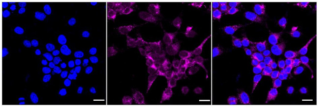 NSDHL Antibody in Immunocytochemistry (ICC/IF)