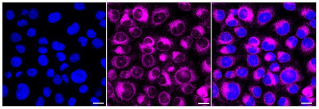 NSDHL Antibody in Immunocytochemistry (ICC/IF)