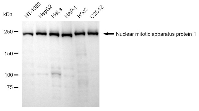 NuMA Antibody in Western Blot (WB)