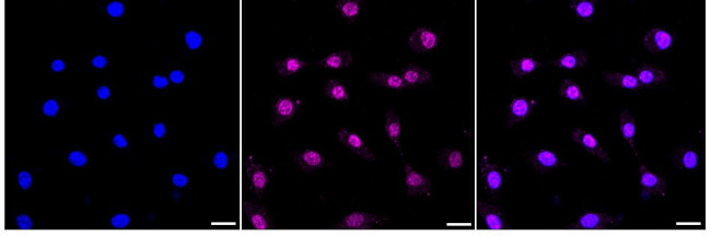 OLFM4 Antibody in Immunocytochemistry (ICC/IF)