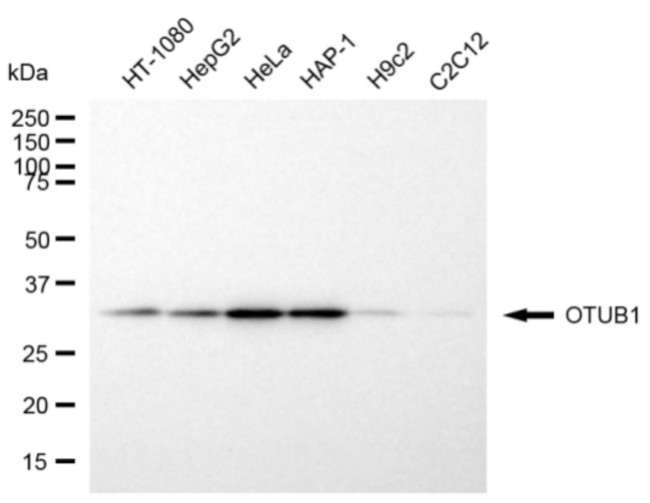 OTUB1 Antibody in Western Blot (WB)