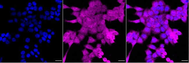 OTUB1 Antibody in Immunocytochemistry (ICC/IF)