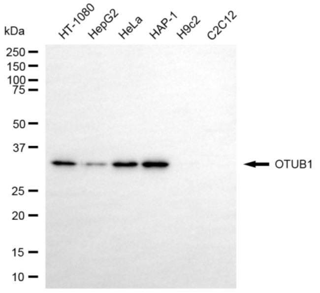OTUB1 Antibody in Western Blot (WB)