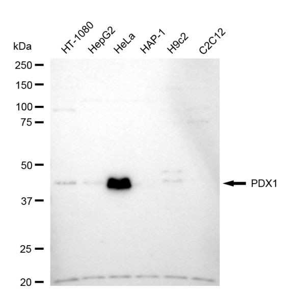 PDX1 Antibody in Western Blot (WB)