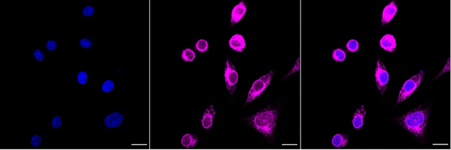PON2 Antibody in Immunocytochemistry (ICC/IF)