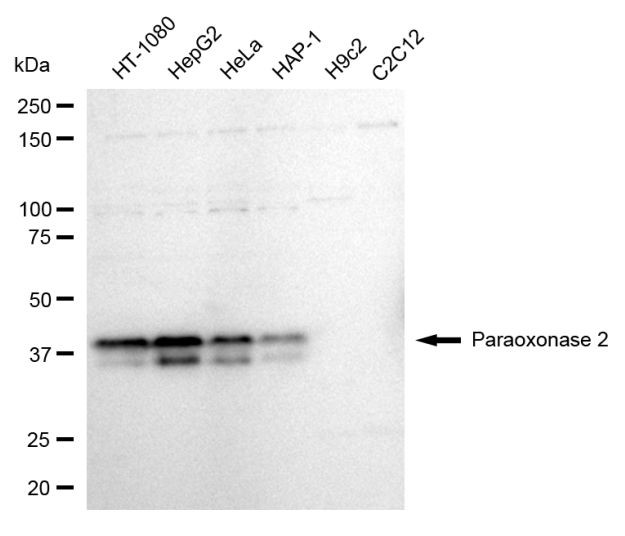 PON2 Antibody in Western Blot (WB)