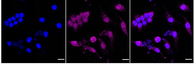PEBP1 Antibody in Immunocytochemistry (ICC/IF)