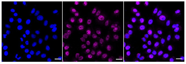 PCBD1 Antibody in Immunocytochemistry (ICC/IF)