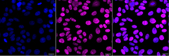 PCNA Antibody in Immunocytochemistry (ICC/IF)