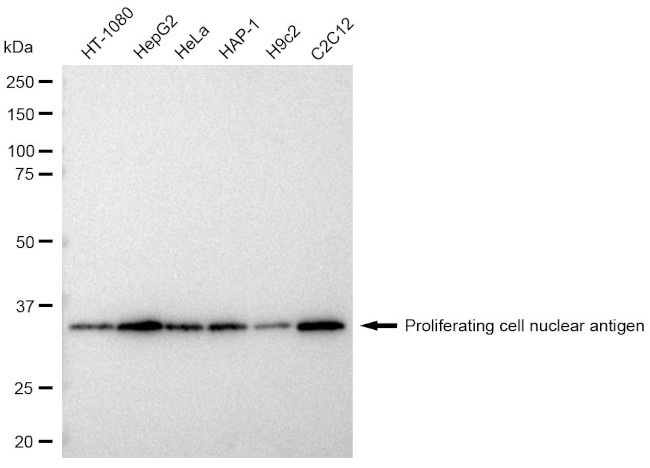 PCNA Antibody in Western Blot (WB)