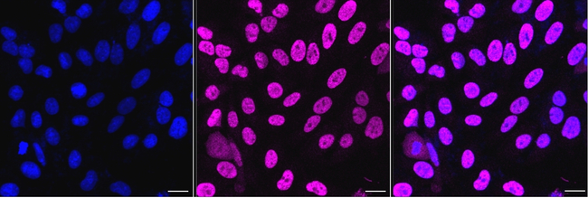 PCNA Antibody in Immunocytochemistry (ICC/IF)