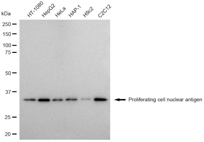 PCNA Antibody in Western Blot (WB)