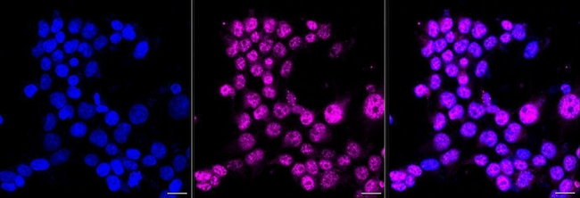 PEF1 Antibody in Immunocytochemistry (ICC/IF)