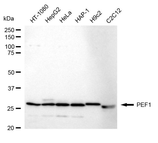 PEF1 Antibody in Western Blot (WB)