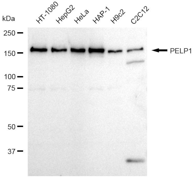 MNAR Antibody in Western Blot (WB)