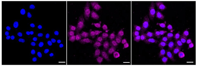 Cyclophilin A Antibody in Immunocytochemistry (ICC/IF)