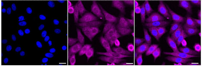 Cyclophilin 40 Antibody in Immunocytochemistry (ICC/IF)