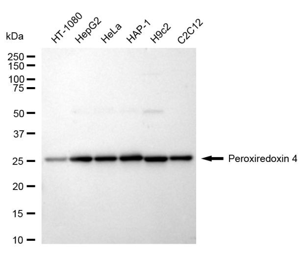 PRDX4 Antibody in Western Blot (WB)