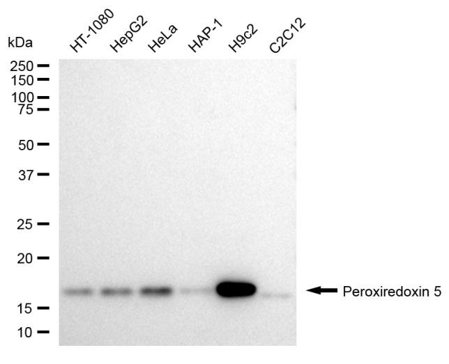 PRDX5 Antibody in Western Blot (WB)