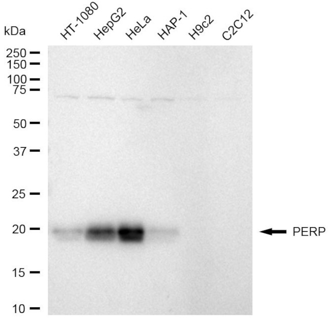 PERP Antibody in Western Blot (WB)