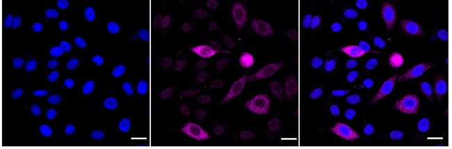 Phospho-Cdc6 (Ser106) Antibody in Immunocytochemistry (ICC/IF)
