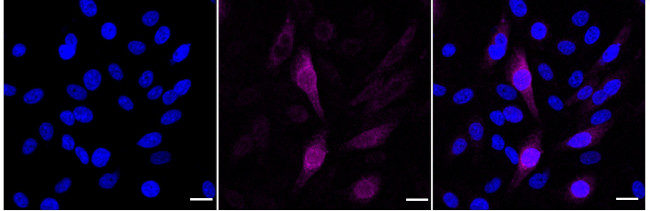 Phospho-Cyclin B1 (Ser126) Antibody in Immunocytochemistry (ICC/IF)