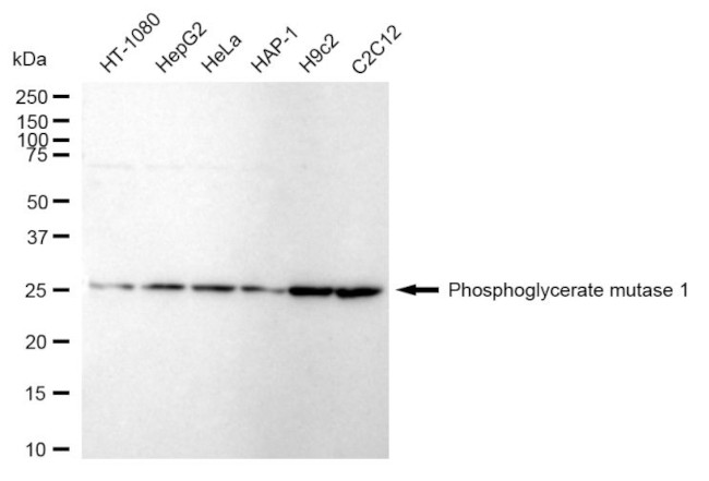 PGAM1 Antibody in Western Blot (WB)