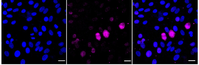 Phospho-HSF1 (Ser326) Antibody in Immunocytochemistry (ICC/IF)