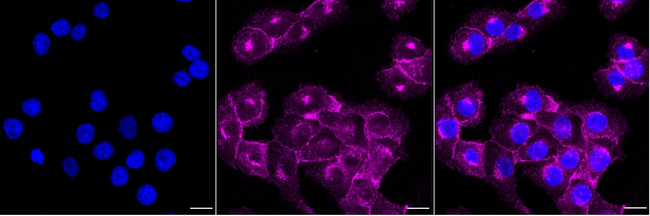 PLSCR1 Antibody in Immunocytochemistry (ICC/IF)