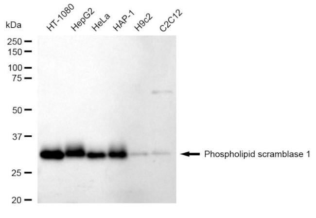 PLSCR1 Antibody in Western Blot (WB)