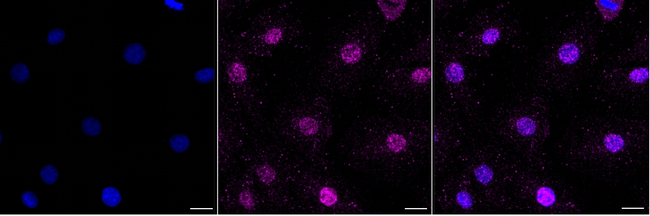 PLSCR3 Antibody in Immunocytochemistry (ICC/IF)