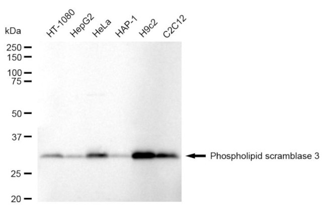 PLSCR3 Antibody in Western Blot (WB)
