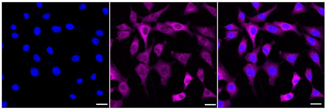 Phospho-MEK1 (Ser298) Antibody in Immunocytochemistry (ICC/IF)