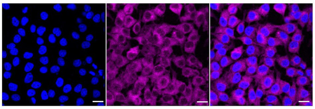 Phospho-mTOR (Ser2448) Antibody in Immunocytochemistry (ICC/IF)