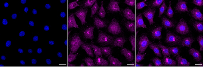 Phospho-PKC gamma (Thr514) Antibody in Immunocytochemistry (ICC/IF)