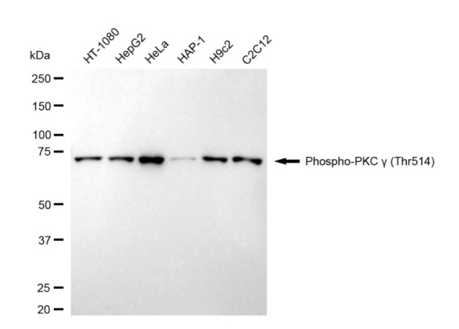 Phospho-PKC gamma (Thr514) Antibody in Western Blot (WB)